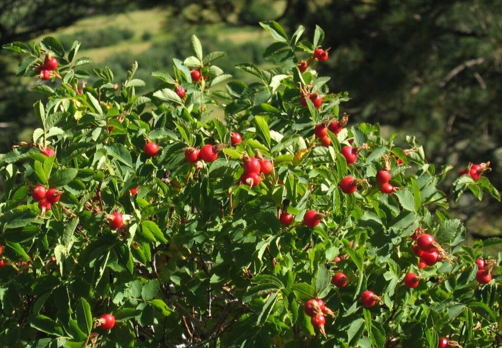pomegranate for penis enlargement